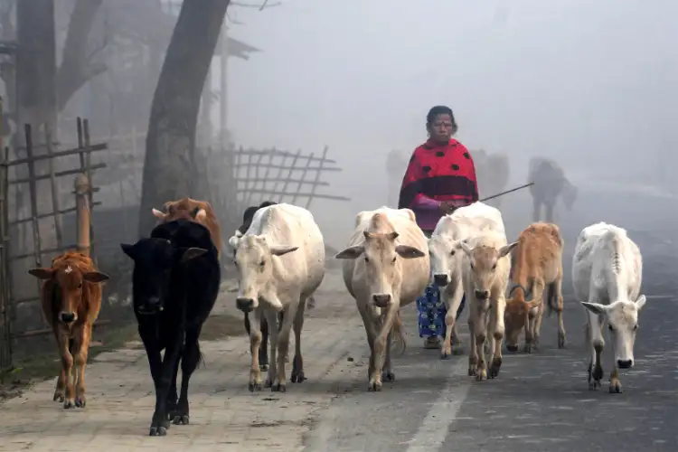 पश्चिम बंगाल में बकरीद पर गाय–भैंस व व खुले स्थान पर वध पर पाबंदी; सऊदी अरब में भी हज के दौरान बड़े पशुओं की कुर्बानी पर रोक